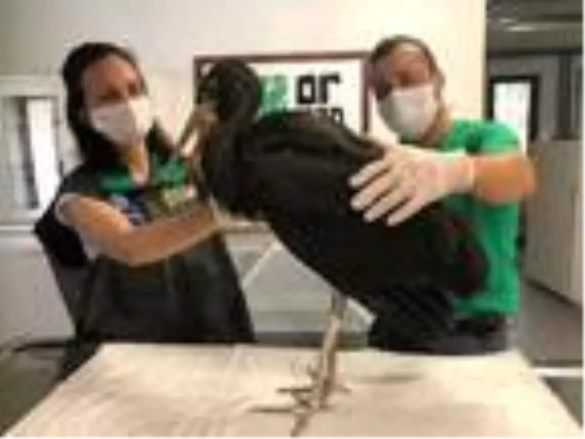 Son dakika haber: Yorgun düşen kara leylek, bakıma alındı