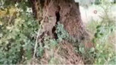 500 yıllık ağacı görenler şaşırıyor 500 yıllık ağacı görenler şaşırıyor