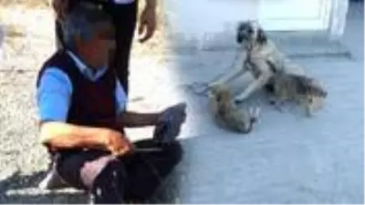 73 yaşındaki adam, çoban köpeğine tecavüz ederken yakalandı 73 yaşındaki adam, çoban köpeğine tecavüz ederken yakalandı