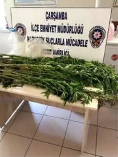Son dakika haber... 75 kök kenevir bitkisi ele geçirildi Son dakika haber... 75 kök kenevir bitkisi ele geçirildi