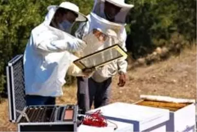 Türkiye'de üretimine başlanan arı zehrinin kilogramı 700 bin liraya satılıyor Türkiye'de üretimine başlanan arı zehrinin kilogramı 700 bin liraya satılıyor
