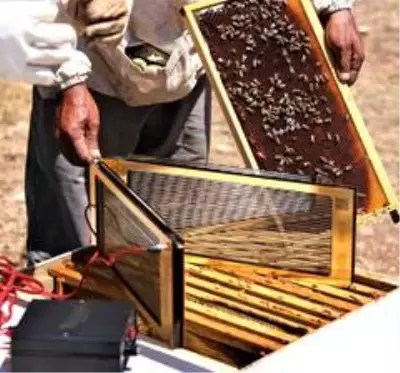Türkiye'de üretimine başlanan arı zehrinin kilogramı 700 bin liraya satılıyor Türkiye'de üretimine başlanan arı zehrinin kilogramı 700 bin liraya satılıyor