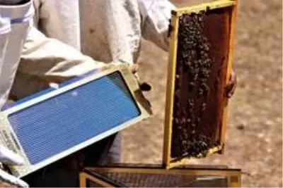 Türkiye'de üretimine başlanan arı zehrinin kilogramı 700 bin liraya satılıyor Türkiye'de üretimine başlanan arı zehrinin kilogramı 700 bin liraya satılıyor