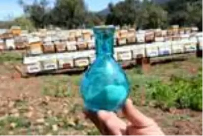 Arzı zehri nedir? Arzı zehri fiyatı ne kadar? Arı zehri ne işe yarar? Arzı zehri nedir? Arzı zehri fiyatı ne kadar? Arı zehri ne işe yarar?