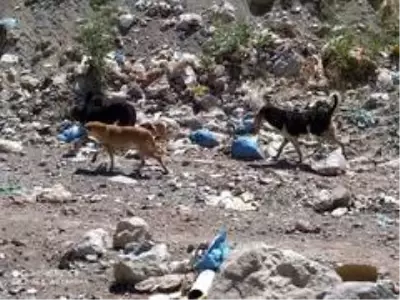 Belediye ekibi sahipsiz hayvanları kendi elleriyle besledi Belediye ekibi sahipsiz hayvanları kendi elleriyle besledi