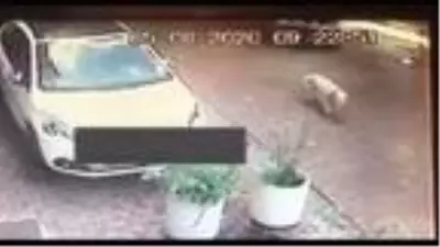 Otomobil sürücüsü köpeği ezdi, hiçbir şey olmamış gibi yoluna devam etti Otomobil sürücüsü köpeği ezdi, hiçbir şey olmamış gibi yoluna devam etti