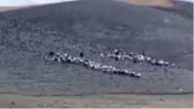 Eski hükümlü devlet desteğiyle hayvancılığa başlayıp hayatında yeni sayfa açtı Eski hükümlü devlet desteğiyle hayvancılığa başlayıp hayatında yeni sayfa açtı