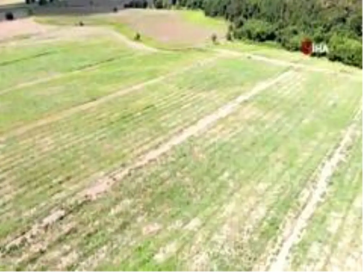 İstanbul'un karpuz tarlaları havadan görüntülendi