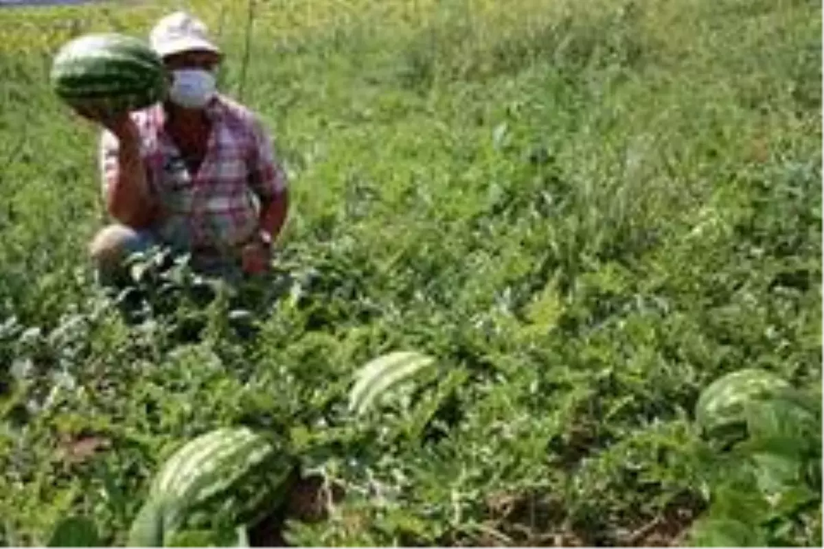 Kandıra karpuzunun marka yolculuğu coğrafi işaret başvurusu ile başladı