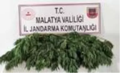 Malatya'da 11 bin kök kenevir ele geçirildi Malatya'da 11 bin kök kenevir ele geçirildi
