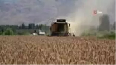 Muşlu çiftçiler devlet desteğiyle dağıtılan tritikaleden memnun Muşlu çiftçiler devlet desteğiyle dağıtılan tritikaleden memnun