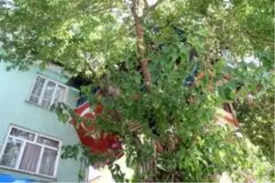 Nusret dede, Covid-19'dan ağaç evi ile korunuyor Nusret dede, Covid-19'dan ağaç evi ile korunuyor