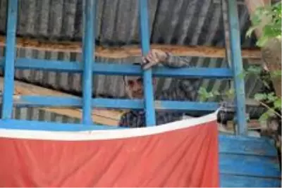Nusret dede, Covid-19'dan ağaç evi ile korunuyor Nusret dede, Covid-19'dan ağaç evi ile korunuyor