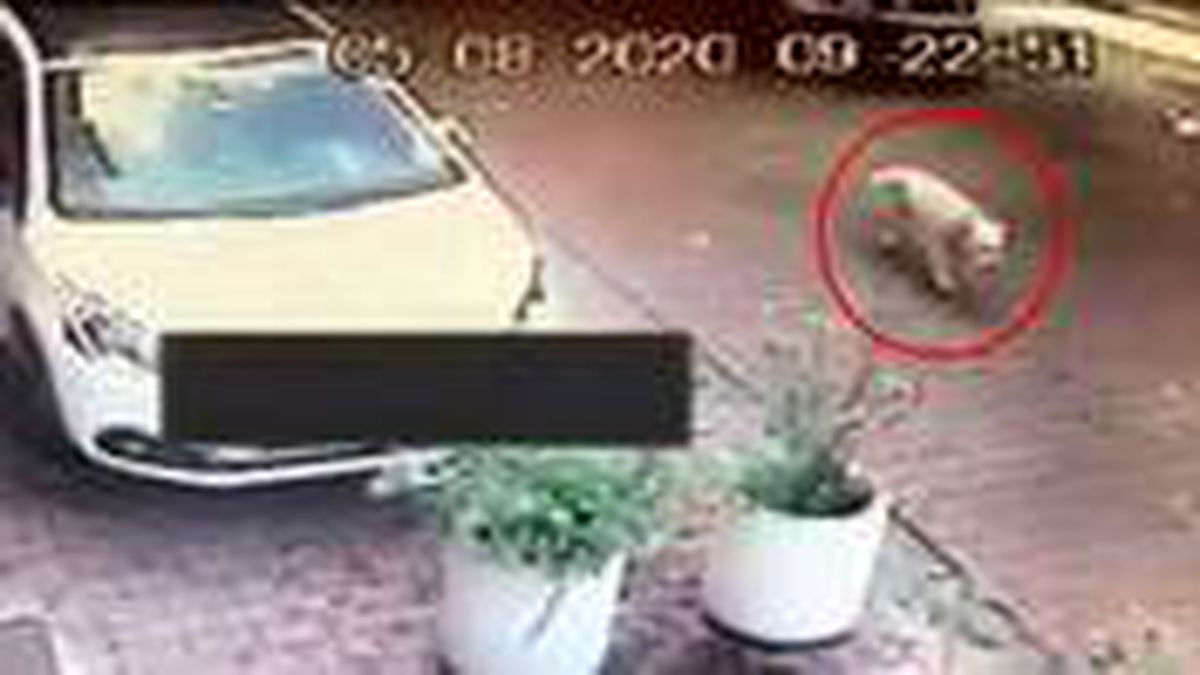Otomobil sürücüsü köpeği ezdi, hiçbir şey olmamış gibi yoluna devam etti