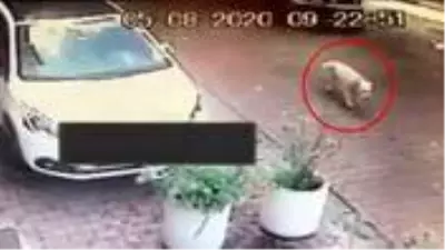 Otomobil sürücüsü köpeği ezdi, hiçbir şey olmamış gibi yoluna devam etti Otomobil sürücüsü köpeği ezdi, hiçbir şey olmamış gibi yoluna devam etti