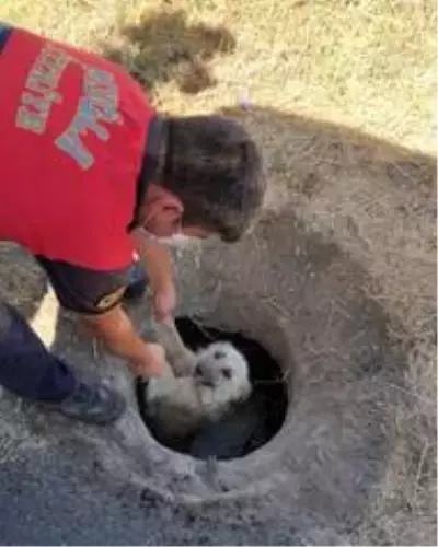 Sevimli köpek, itfaiyenin yardımı ile kurtuldu Sevimli köpek, itfaiyenin yardımı ile kurtuldu
