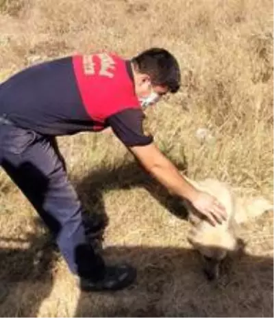 Sevimli köpek, itfaiyenin yardımı ile kurtuldu Sevimli köpek, itfaiyenin yardımı ile kurtuldu