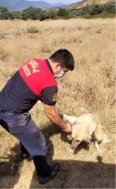 Sevimli köpek, itfaiyenin yardımı ile kurtuldu Sevimli köpek, itfaiyenin yardımı ile kurtuldu