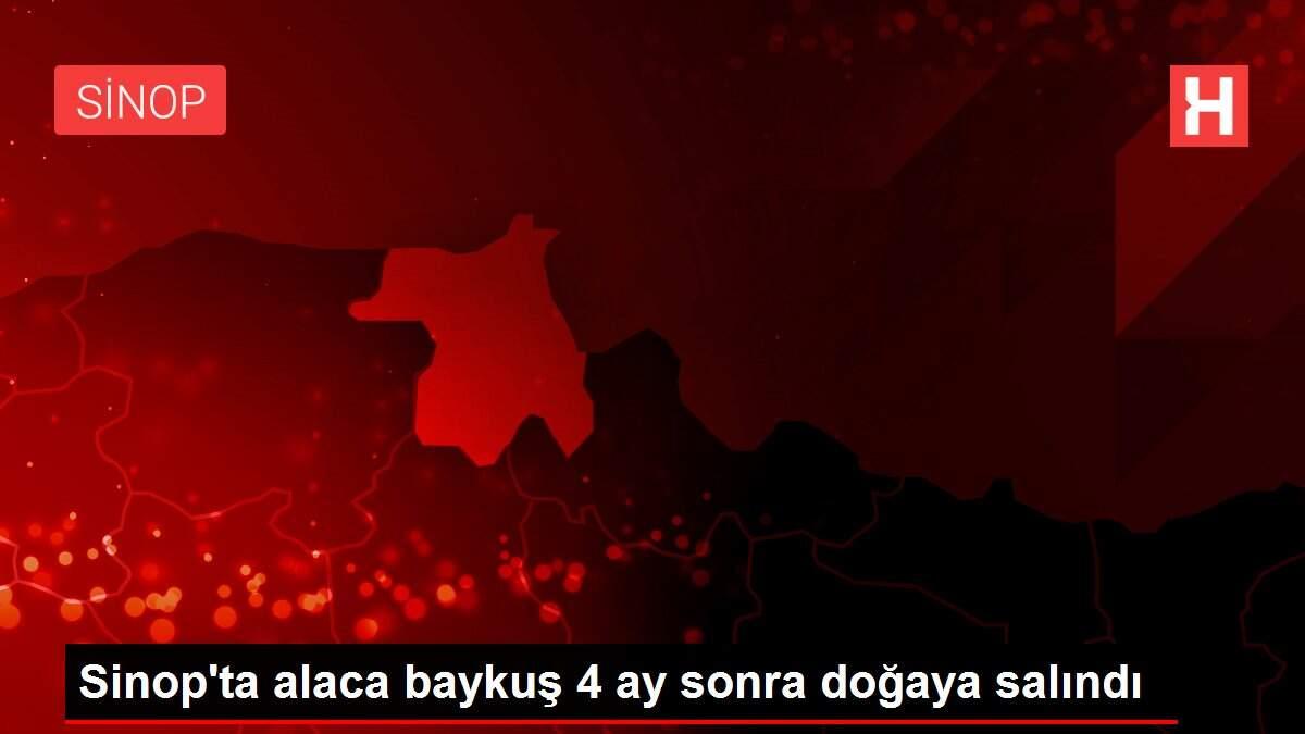 Son dakika! Sinop'ta alaca baykuş 4 ay sonra doğaya salındı Son dakika! Sinop'ta alaca baykuş 4 ay sonra doğaya salındı