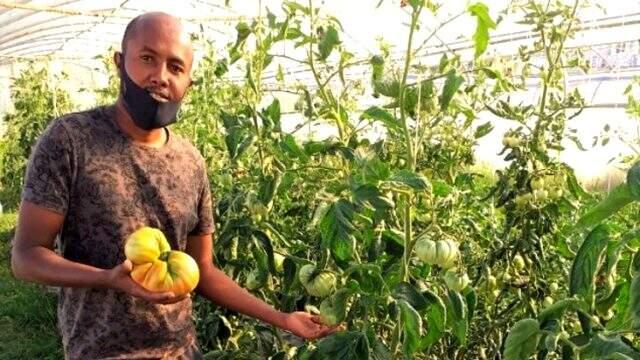 Somalili öğrenci 1 kilo 130 gram domates yetiştirerek Türkiye rekoru kırdı Somalili öğrenci 1 kilo 130 gram domates yetiştirerek Türkiye rekoru kırdı