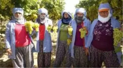 Sultanların gözdesi çekirdeksiz sultani üzüm, ihracat yolcusu Sultanların gözdesi çekirdeksiz sultani üzüm, ihracat yolcusu