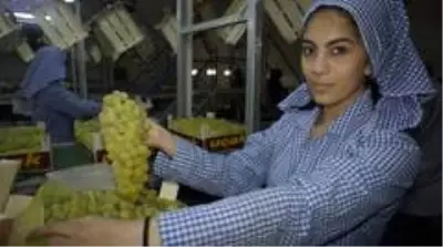 Sultanların gözdesi çekirdeksiz sultani üzüm, ihracat yolcusu Sultanların gözdesi çekirdeksiz sultani üzüm, ihracat yolcusu
