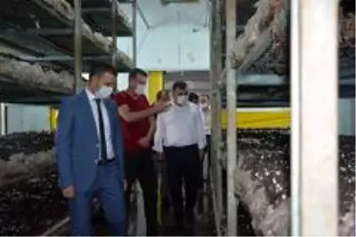 Türkiye'nin dondurulmuş patates üretiminin yüzde 85'i bu ilçeden karşılanıyor Türkiye'nin dondurulmuş patates üretiminin yüzde 85'i bu ilçeden karşılanıyor