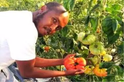 Somalili öğrenci 1 kilo 130 gram domates yetiştirerek Türkiye rekoru kırdı Somalili öğrenci 1 kilo 130 gram domates yetiştirerek Türkiye rekoru kırdı