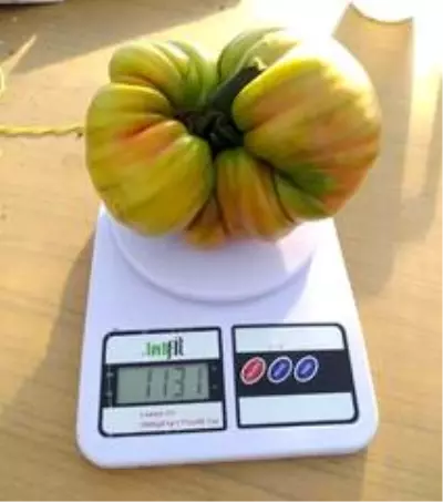 Somalili öğrenci 1 kilo 130 gram domates yetiştirerek Türkiye rekoru kırdı Somalili öğrenci 1 kilo 130 gram domates yetiştirerek Türkiye rekoru kırdı