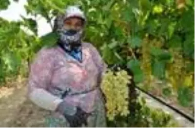 Alaşehir'in ünlü üzümünde bu yılın ilk ihracatı gerçekleşti Alaşehir'in ünlü üzümünde bu yılın ilk ihracatı gerçekleşti