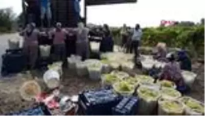 Alaşehir'in ünlü üzümünde bu yılın ilk ihracatı gerçekleşti Alaşehir'in ünlü üzümünde bu yılın ilk ihracatı gerçekleşti
