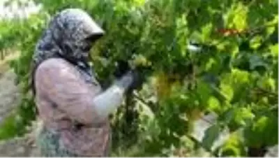 Alaşehir'in ünlü üzümünde bu yılın ilk ihracatı gerçekleşti Alaşehir'in ünlü üzümünde bu yılın ilk ihracatı gerçekleşti