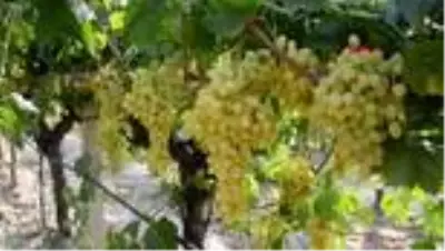 Alaşehir'in ünlü üzümünde bu yılın ilk ihracatı gerçekleşti Alaşehir'in ünlü üzümünde bu yılın ilk ihracatı gerçekleşti