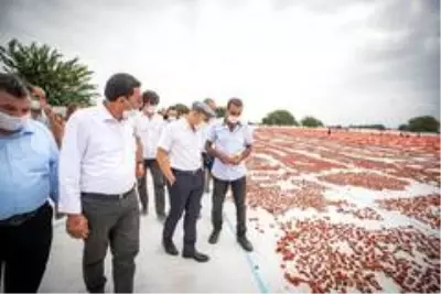 Başkan Soyer domates hasadı yaptı Başkan Soyer domates hasadı yaptı