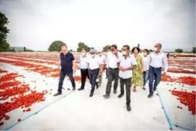 Başkan Soyer domates hasadı yaptı Başkan Soyer domates hasadı yaptı