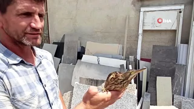Bursa'da nesli tükenmekte küçük balaban kuşu bulundu