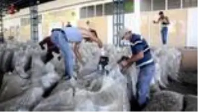 Haşhaş üreticisi fiyattan memnun Haşhaş üreticisi fiyattan memnun