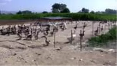 Hobi olarak başladığı kaz yetiştiriciliği gelir kapısı oldu, taleplere yetişemiyor Hobi olarak başladığı kaz yetiştiriciliği gelir kapısı oldu, taleplere yetişemiyor