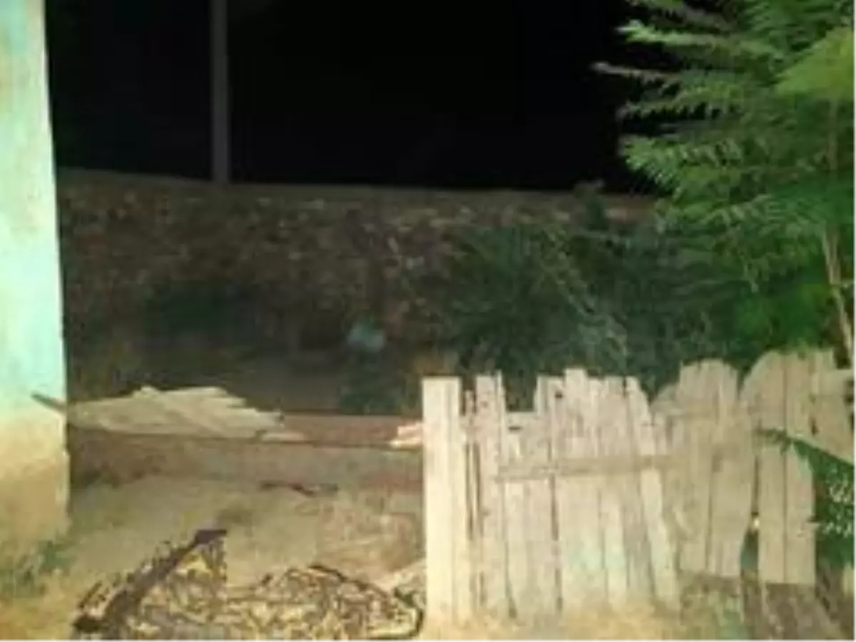 Son Dakika Haberleri Konya Da Evin Bahcesinde Hint Keneviri Ele Gecirildi Konya