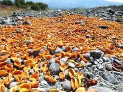 Kurutmalık kayısı hasadı devam ediyor Kurutmalık kayısı hasadı devam ediyor
