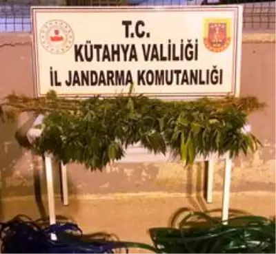 Kütahya'da 3 kişi kenevir bitkisi sularken suçüstü yakalandı Kütahya'da 3 kişi kenevir bitkisi sularken suçüstü yakalandı