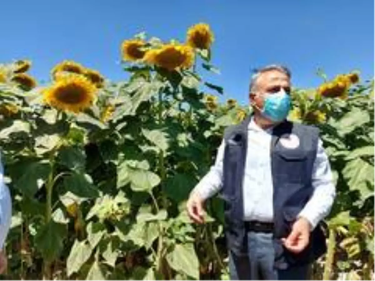 Mustafa Şahin: 'Kayseri, Türkiye'deki çerezlik çekirdek üretiminin yüzde 18'ini karşılamaktadır'