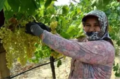 Sultani üzümde ilk ihracat tırları törenle uğurlandı Sultani üzümde ilk ihracat tırları törenle uğurlandı