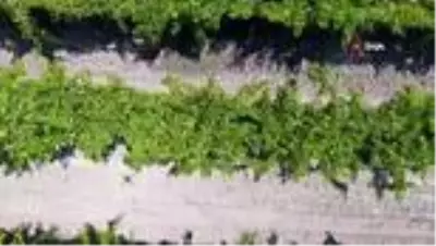 Sultani üzümde ilk ihracat tırları törenle uğurlandı Sultani üzümde ilk ihracat tırları törenle uğurlandı