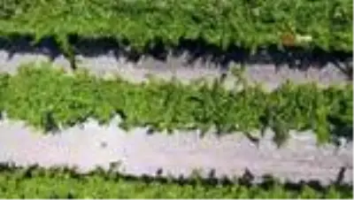Sultani üzümde ilk ihracat tırları törenle uğurlandı Sultani üzümde ilk ihracat tırları törenle uğurlandı