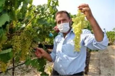Sultani üzümde ilk ihracat tırları törenle uğurlandı Sultani üzümde ilk ihracat tırları törenle uğurlandı