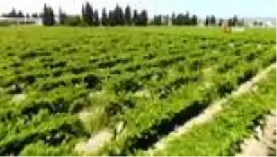 Sultani üzümde ilk ihracat tırları törenle uğurlandı Sultani üzümde ilk ihracat tırları törenle uğurlandı