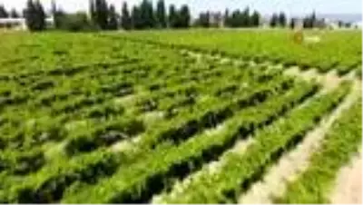 Sultani üzümde ilk ihracat tırları törenle uğurlandı Sultani üzümde ilk ihracat tırları törenle uğurlandı