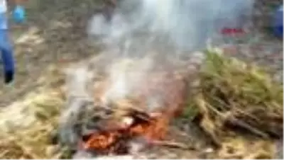 Tekirdağ'da ele geçirilen Hint kenevirleri imha edildi Tekirdağ'da ele geçirilen Hint kenevirleri imha edildi