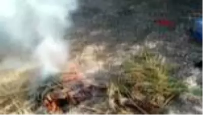 Tekirdağ'da ele geçirilen Hint kenevirleri imha edildi Tekirdağ'da ele geçirilen Hint kenevirleri imha edildi